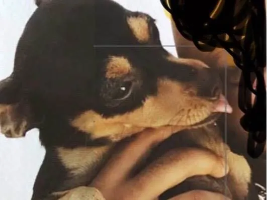 Cachorro raça Pinscher idade 1 ano nome Pipoca 