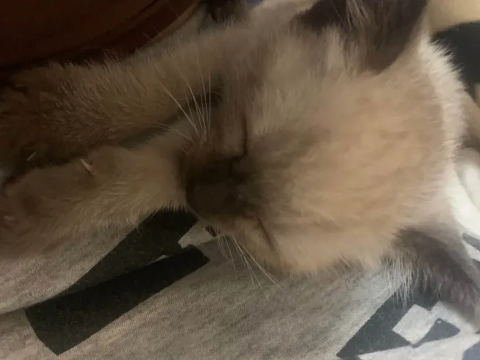 Gato ra a SRD-ViraLata idade 2 a 6 meses nome ayla