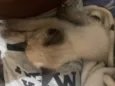 ayla