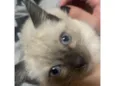 ayla