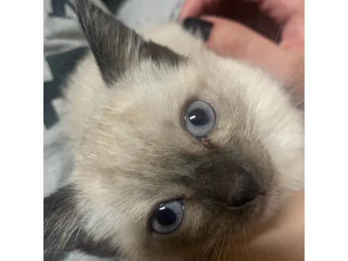 Gato ra a SRD-ViraLata idade 2 a 6 meses nome ayla