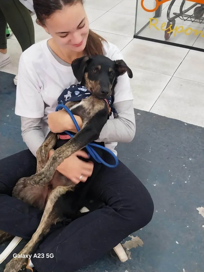 Cachorro ra a SRD-ViraLata idade Abaixo de 2 meses nome Gabriel