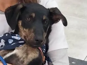 Cachorro raça SRD-ViraLata idade Abaixo de 2 meses nome Gabriel