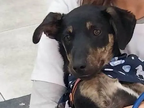 Cachorro ra a SRD-ViraLata idade Abaixo de 2 meses nome Gabriel
