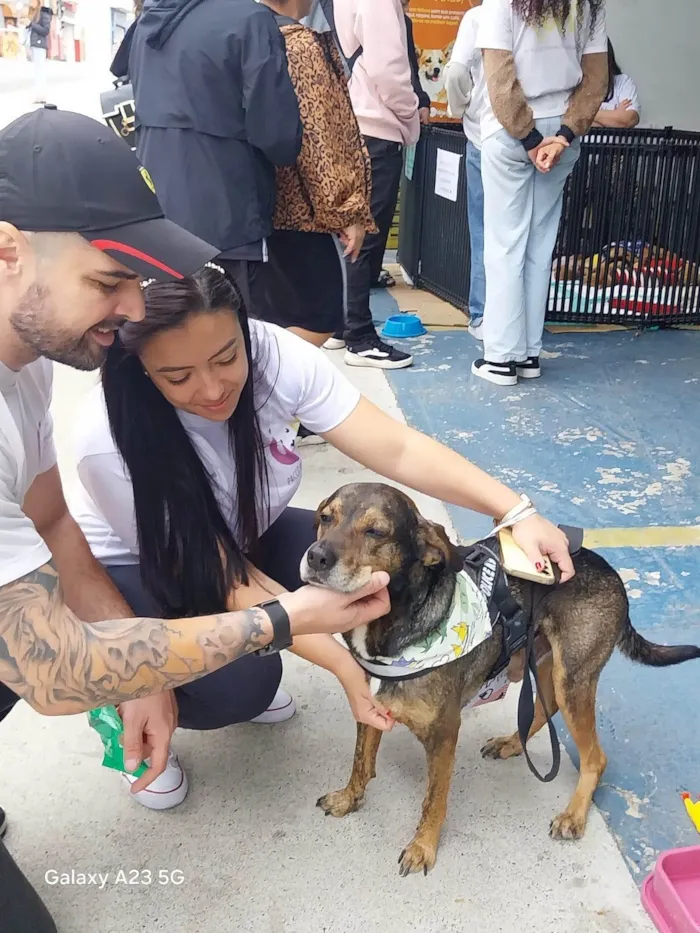 Cachorro ra a SRD-ViraLata idade 6 ou mais anos nome Choco