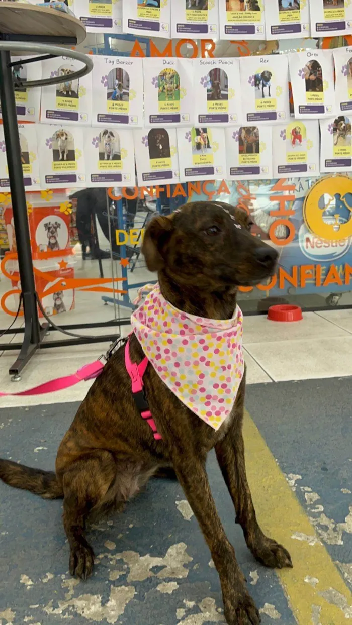 Cachorro ra a SRD-ViraLata idade 3 anos nome Beijoca