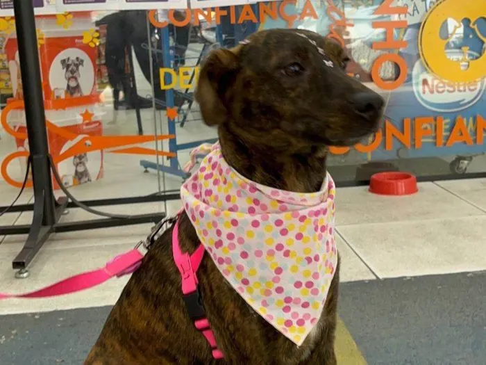 Cachorro ra a SRD-ViraLata idade 3 anos nome Beijoca
