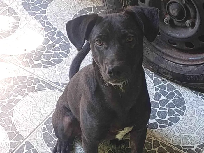 Cachorro ra a SRD-ViraLata idade 1 ano nome Negão 