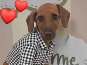 Gato raça SRD-ViraLata idade 2 a 6 meses nome Léo 