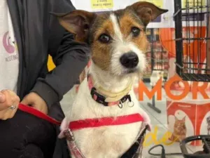 Cachorro raça SRD-ViraLata idade 1 ano nome Ariel 