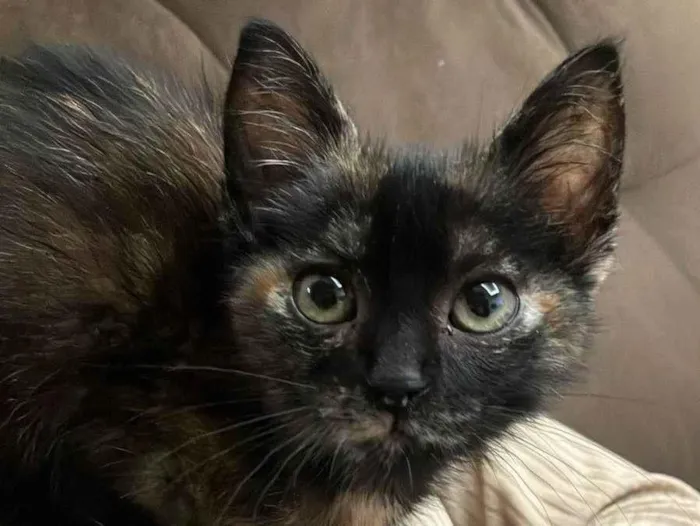 Gato ra a SRD-ViraLata idade 2 a 6 meses nome Bru