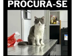 Gato raça SRD-ViraLata idade 1 ano nome Missu