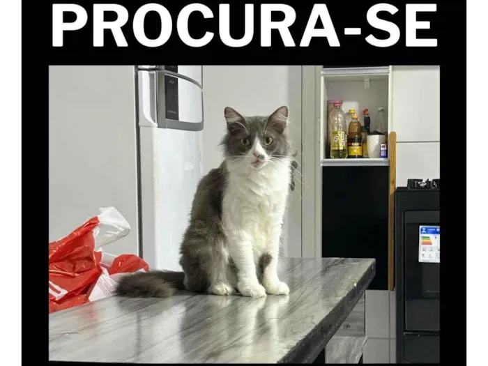 Gato ra a SRD-ViraLata idade 1 ano nome Missu