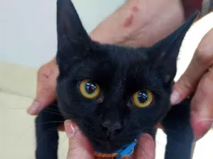Gato raça SRD-ViraLata idade 7 a 11 meses nome ROMEU