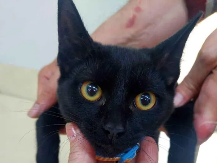 Gato ra a SRD-ViraLata idade 7 a 11 meses nome ROMEU