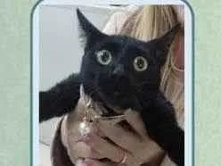 Gato raça SRD-ViraLata idade 7 a 11 meses nome FANNY