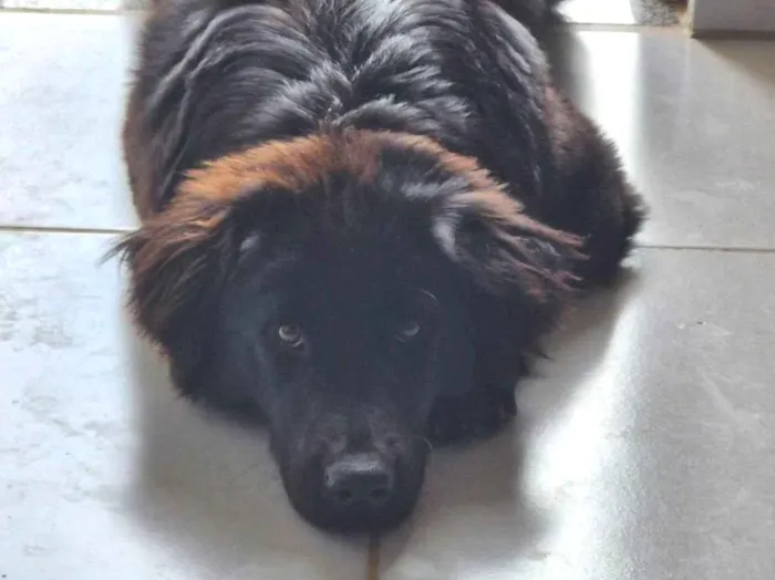 Cachorro ra a SRD-ViraLata idade 1 ano nome Amora
