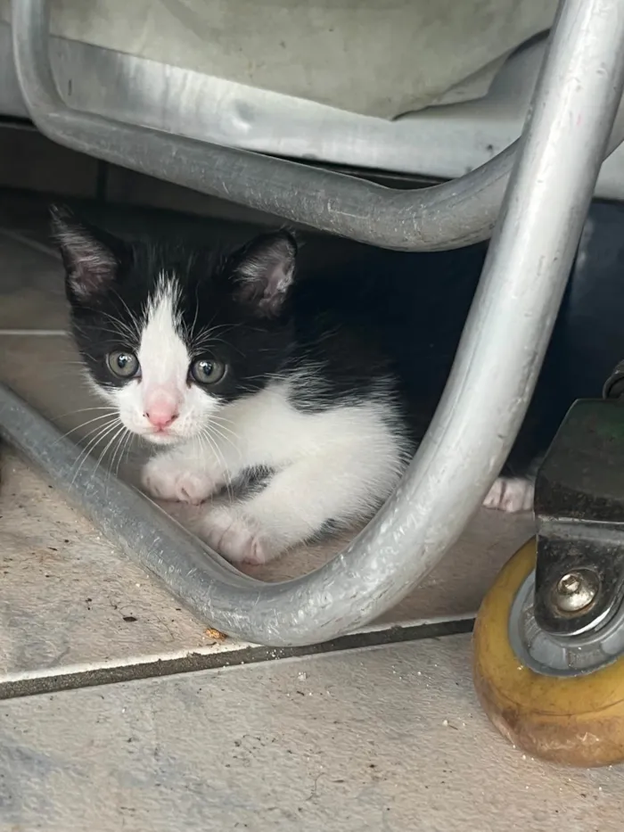 Gato ra a SRD-ViraLata idade Abaixo de 2 meses nome Sem nome ainda