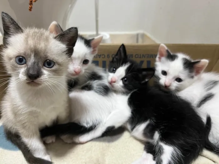 Gato ra a SRD-ViraLata idade Abaixo de 2 meses nome Sem nome ainda