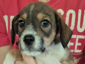 Cachorro raça SRD-ViraLata idade 2 a 6 meses nome  Cachorrinha