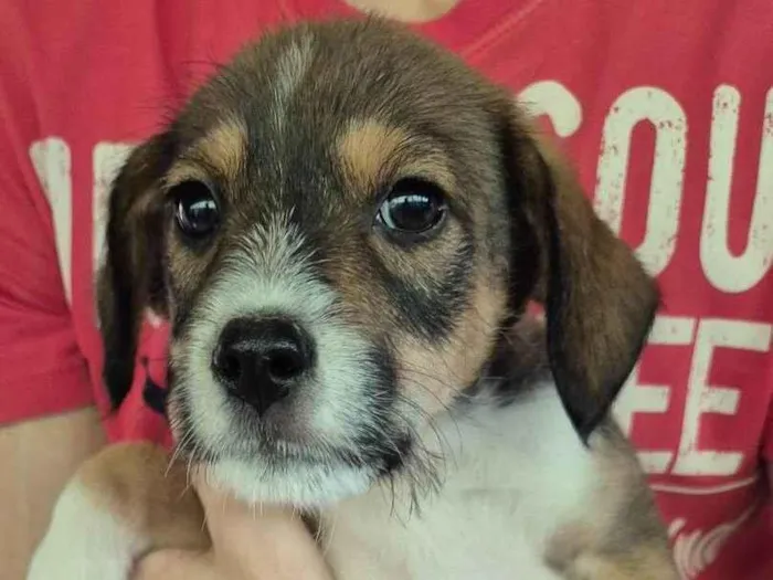 Cachorro ra a SRD-ViraLata idade 2 a 6 meses nome  Cachorrinha