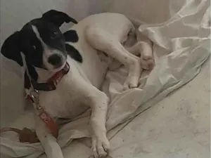 Cachorro raça SRD-ViraLata idade 2 a 6 meses nome Lolita/futrica