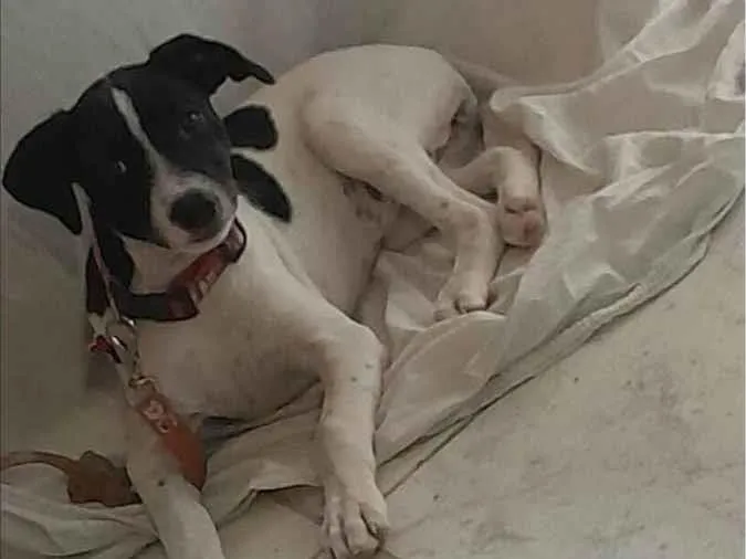 Cachorro ra a SRD-ViraLata idade 2 a 6 meses nome Lolita/futrica