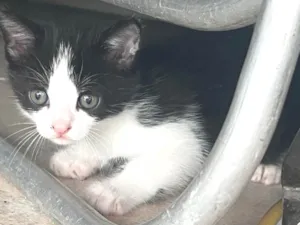 Gato raça SRD-ViraLata idade Abaixo de 2 meses nome Sem nome ainda