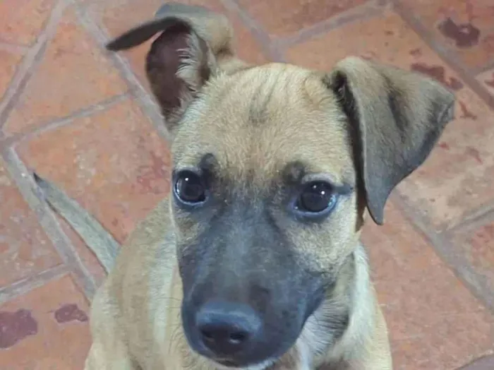 Cachorro ra a SRD-ViraLata idade 2 a 6 meses nome Não possui nome