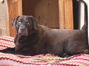 Cachorro raça Labrador idade 6 ou mais anos nome Toddy