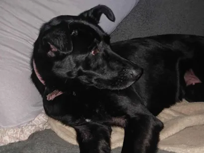 Cachorro raça SRD-ViraLata idade 7 a 11 meses nome Sem nome