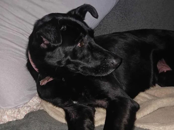 Cachorro ra a SRD-ViraLata idade 7 a 11 meses nome Sem nome