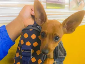 Cachorro raça Pinscher idade 1 ano nome Paçoca 