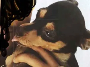 Cachorro raça Pinscher idade 1 ano nome Pipoca 