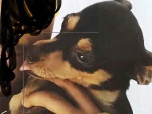 Cachorro ra a Pinscher idade 1 ano nome Pipoca 
