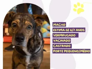 Cachorro raça SRD-ViraLata idade 6 ou mais anos nome Choco
