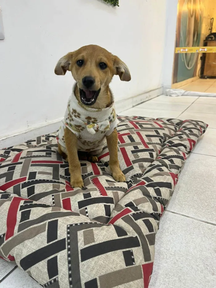 Cachorro ra a SRD-ViraLata idade 2 a 6 meses nome Alpino 