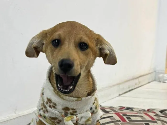 Cachorro ra a SRD-ViraLata idade 2 a 6 meses nome Alpino 