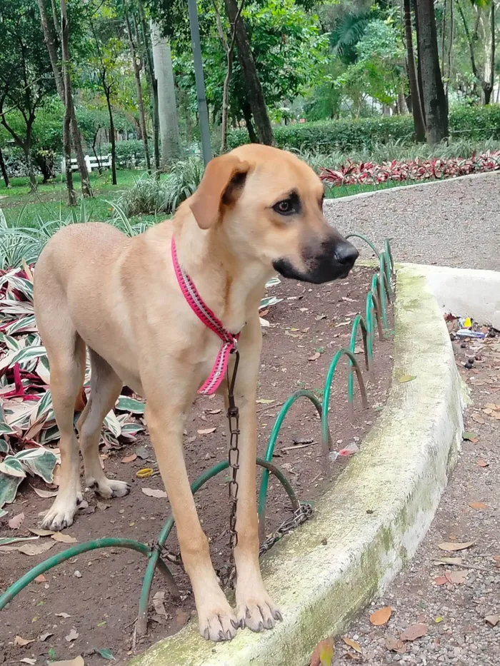 Cachorro ra a SRD-ViraLata idade 7 a 11 meses nome Sheique 