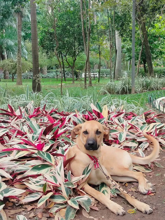 Cachorro ra a SRD-ViraLata idade 7 a 11 meses nome Sheique 