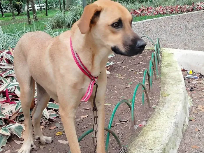 Cachorro ra a SRD-ViraLata idade 7 a 11 meses nome Sheique 