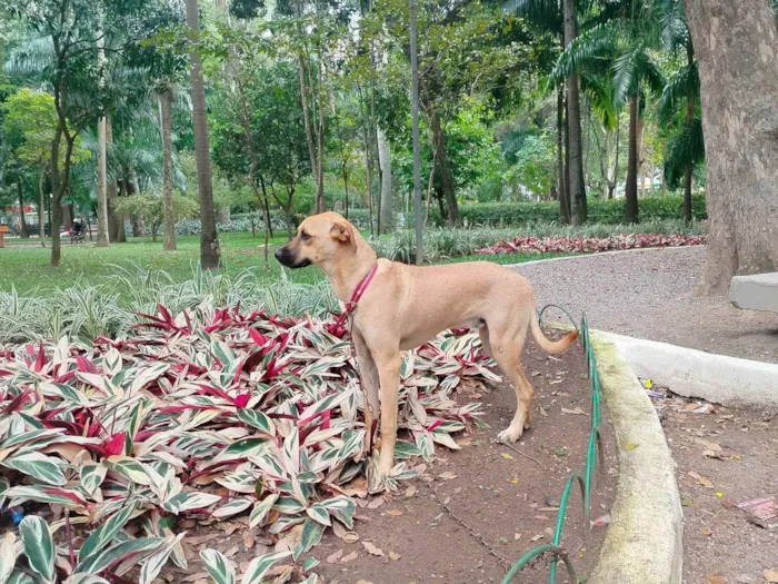 Cachorro ra a SRD-ViraLata idade 7 a 11 meses nome Sheique 