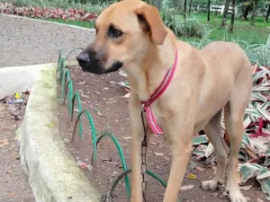 Cachorro raça SRD-ViraLata idade 7 a 11 meses nome Sheique 