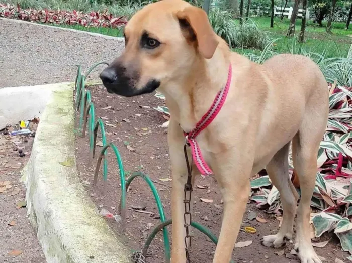 Cachorro ra a SRD-ViraLata idade 7 a 11 meses nome Sheique 