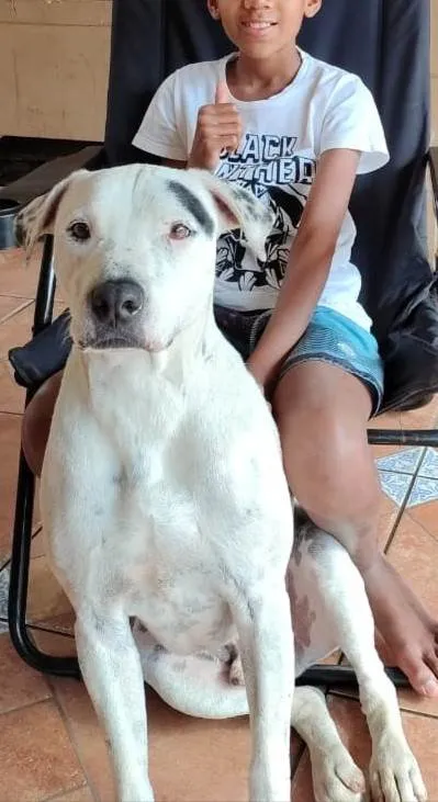 Cachorro ra a SRD-ViraLata idade 3 anos nome Scott 