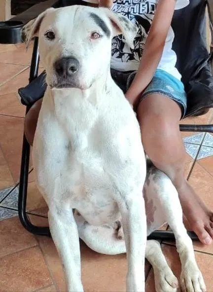 Cachorro ra a SRD-ViraLata idade 3 anos nome Scott 