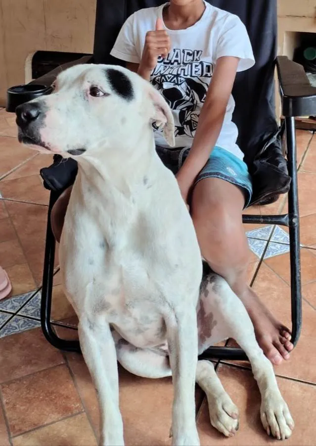 Cachorro ra a SRD-ViraLata idade 3 anos nome Scott 
