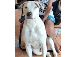 Cachorro raça SRD-ViraLata idade 3 anos nome Scott 