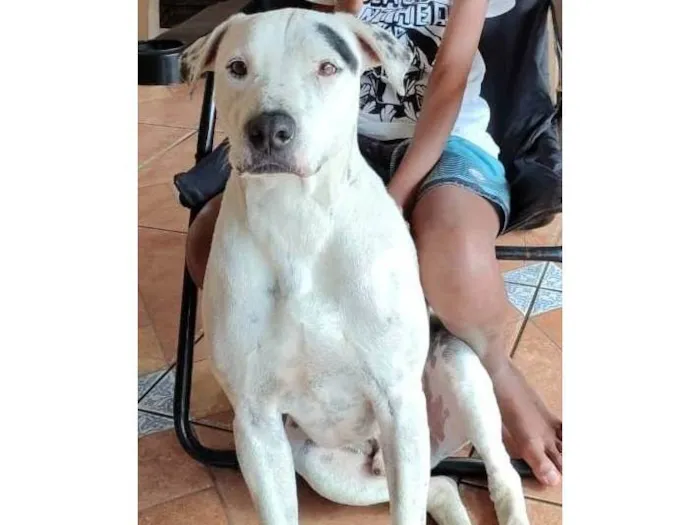 Cachorro ra a SRD-ViraLata idade 3 anos nome Scott 