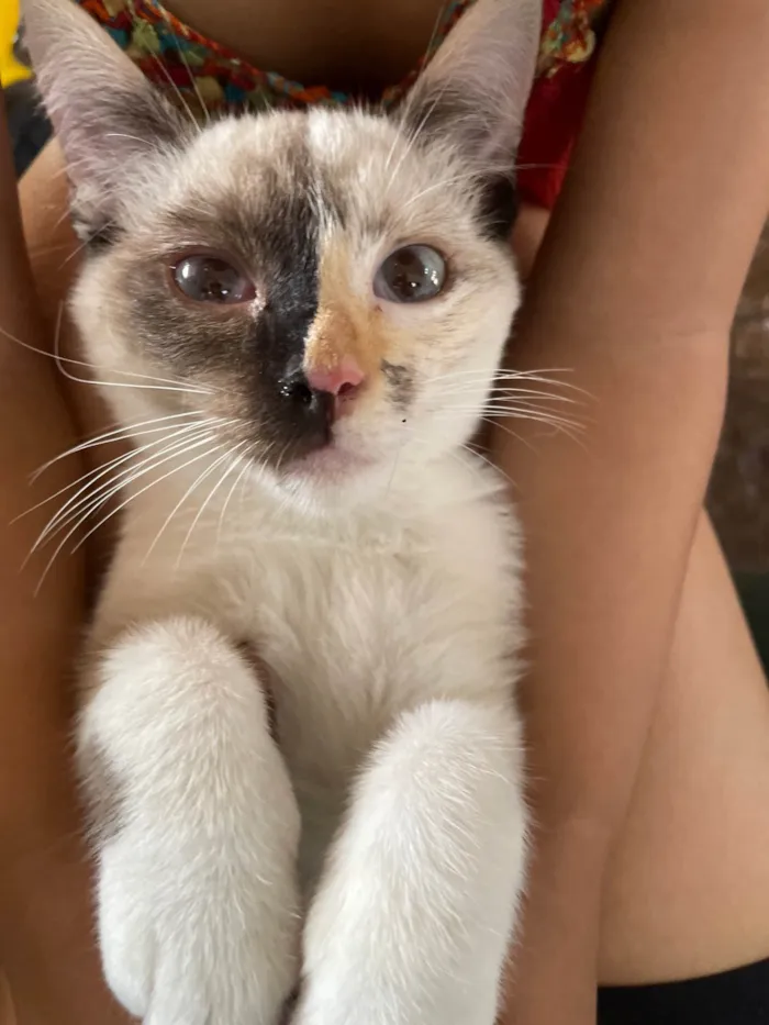 Gato raça SRD-ViraLata idade 2 a 6 meses nome Neve